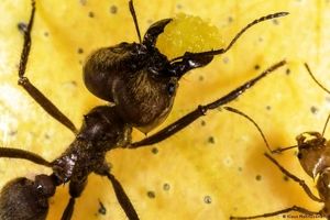 مورچه‌ها با بوکشیدن سلول‌ های سرطانی را تشخیص می‌دهند