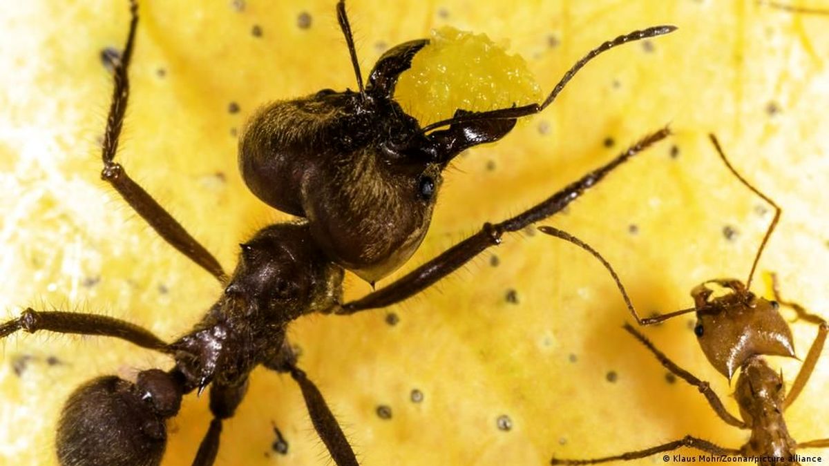 مورچه‌ها با بوکشیدن سلول‌ های سرطانی را تشخیص می‌دهند