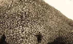 سلاخی 30 میلیونی؛ تاریخ تکان‌دهندۀ «بوفالوها»