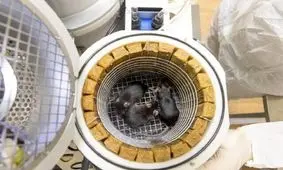 روسیه موش و مگس به فضا می‌فرستد/ ویدئو