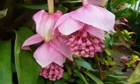 راهنمای کامل نگهداری و پرورش گل خوشه آویز یا ارکیده مالزیایی