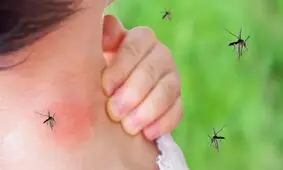 صبحانه ای برای تسکین خارش نیش پشه