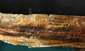 معمای قدیمی‌ترین خالکوبی جهان؛ مرد 5300 ساله چگونه تتو کرد؟