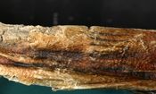 معمای قدیمی‌ترین خالکوبی جهان؛ مرد 5300 ساله چگونه تتو کرد؟