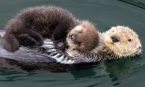 شاهکارهای عکاسی که زندگی «خانوادگی» حیوانات را به تصویر می‌کشند 