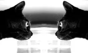 گربه کوانتومی همه را شگفت‌زده کرد/ بازسازی آزمایش معروف «گربه‌ شرودینگر» با استفاده از ذرات کوانتومی در شرایط خاص