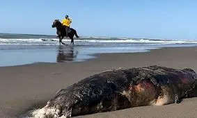 پیدا شدن لاشه فوک خزری در ساحل زیباکنار/ ویدئو