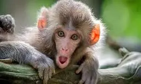 فیلم جالب از میمون باهوشی که عاشقانه لباس می شست/ ویدئو