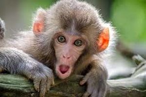فیلم جالب از میمون باهوشی که عاشقانه لباس می شست/ ویدئو