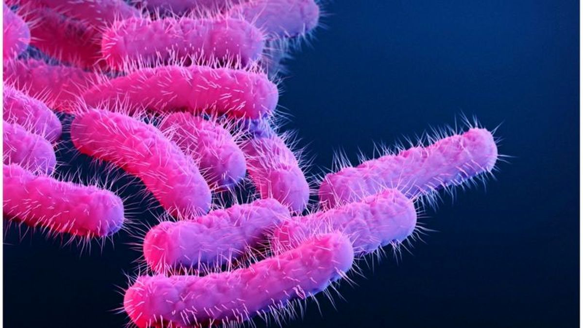 بیماری شیگلا چیست و چرا نیروهای اسرائیلی به آن مبتلا میشوند؟