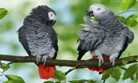 تصویر نادر که حیرت انگیز است 