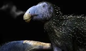 شناسایی گونه‌ ای جدید از دایناسورها با پوست خاردار در چین