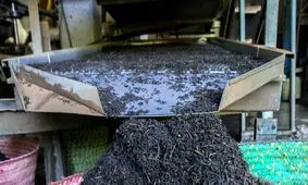 افزایش قیمت چای در بازارهای جهانی، کاهش در بازار ایران