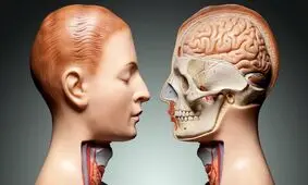 ۱۱ عضو بدن که بدون آن ها هم می توانیم زندگی کنیم

