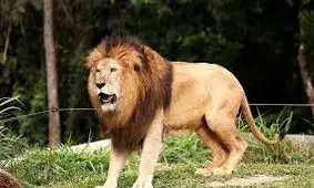 شیر باغ‌وحش بازوی یک بازدیدکننده را خورد