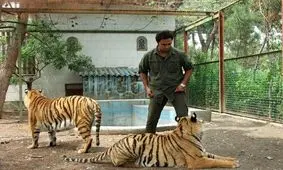 کشف ۴ قلاده ببر در مشهد