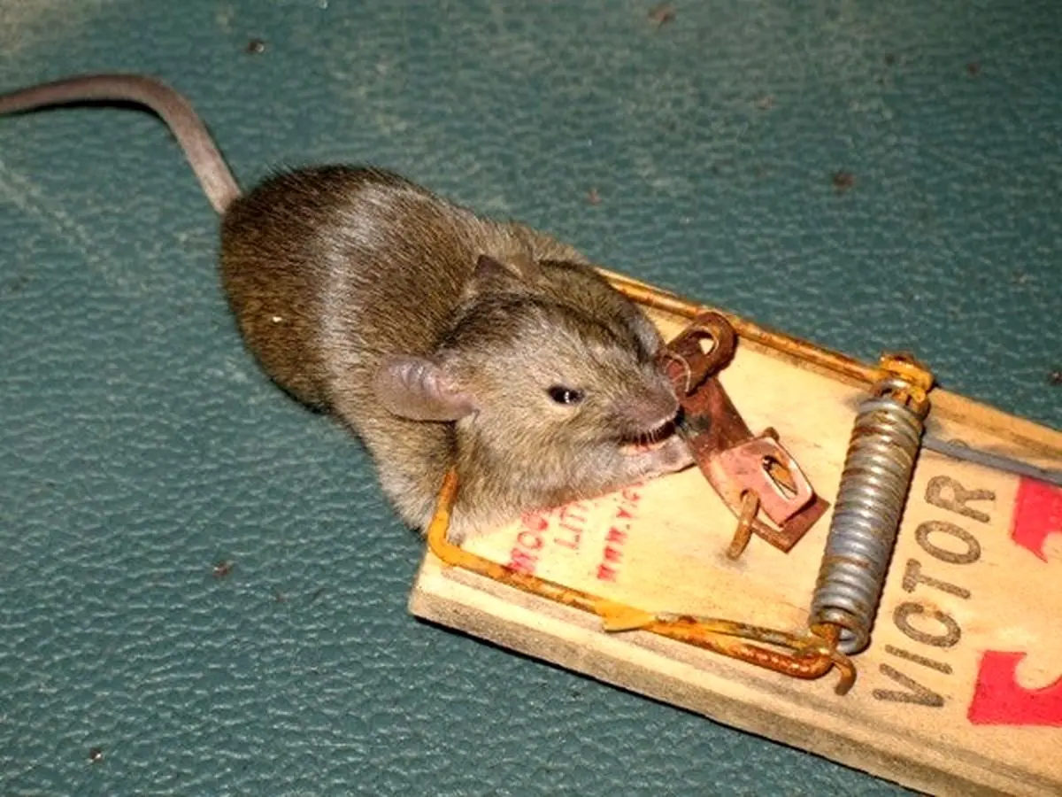 صفر تا صد مبارزه با موش