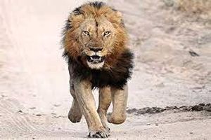 کشته شدن یکی از پرسنل پارک وحش اراک توسط شیر
