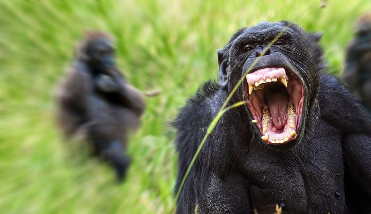 سرنوشت کودکی که شامپانزه‌ها صورتش را پاره کردند