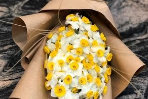 خوزستان، قطب تولید گل و گیاه زینتی
