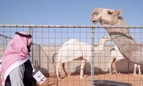 هتل پنج ستاره ویژه شتر‌ها در عربستان/ ویدئو