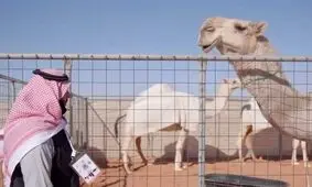 هتل پنج ستاره ویژه شتر‌ها در عربستان/ ویدئو