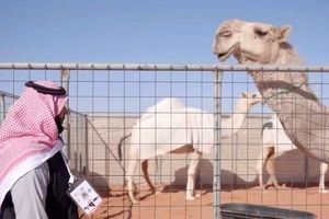 هتل پنج ستاره ویژه شتر‌ها در عربستان/ ویدئو