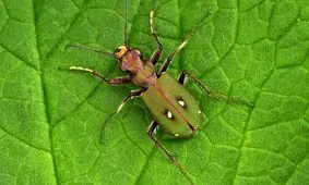 سوسک ببری دیده اید؟ /عکس