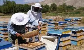 تولید ۸۶ تن عسل در زنبورستان‌های شهرستان آبیک