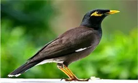 ماجرای نگرانی از وضعیت مرغ مینای همسایه