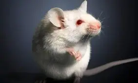 تاثیر عجیب پیوند مدفوع موش‌های مسن بر موش‌های جوان