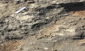 کشف بزرگترین آشیانه دایناسورها، با صدها تخم فسیل شده / تصاویر