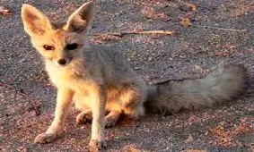 پرسه زنی روباه داخل یک خانه در بافق یزد/ ویدئو