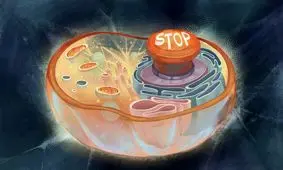 «ترمز اضطراری» که بیشتر موجودات زنده زمین را به خواب می‌برد!

