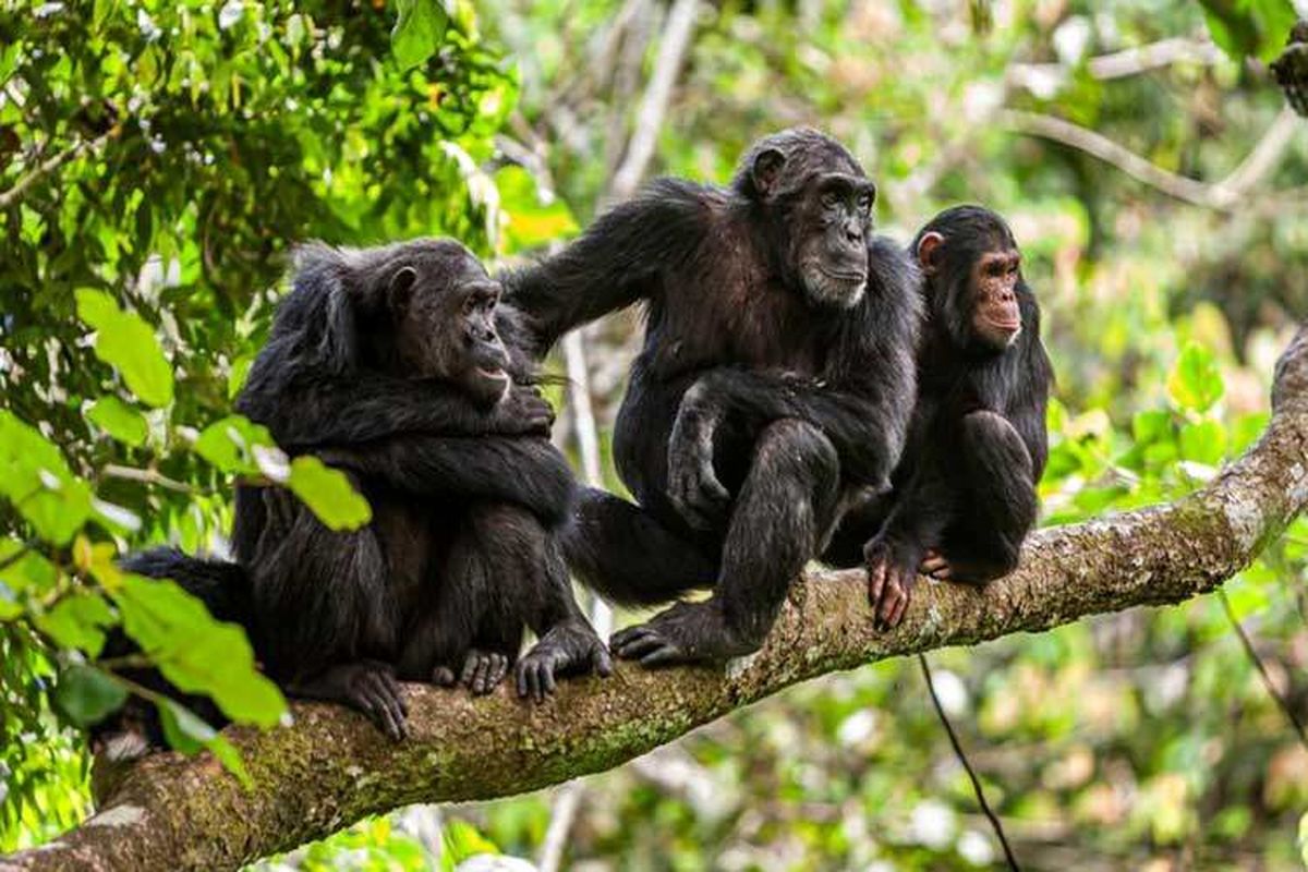 شامپانزه‌ها می‌توانند دوستان قدیمی و اعضای خانواده‌شان را «بعد از ۲۵ سال» به یاد بیاورند