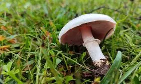 یک کشته و ۸۴ مسموم بر اثر مصرف قارچ‌های سمی