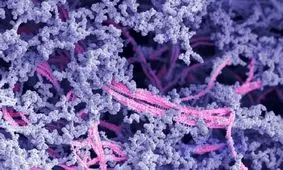 رشد مجدد غضروف زانو با یک ماده جدید

