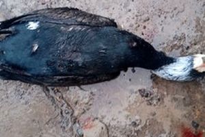 مرگ ۵۲ پرنده مهاجر که به یک دکل مخابراتی پناه برده بودند/ محیط زیست: کاری نمی‌توانیم بکنیم!