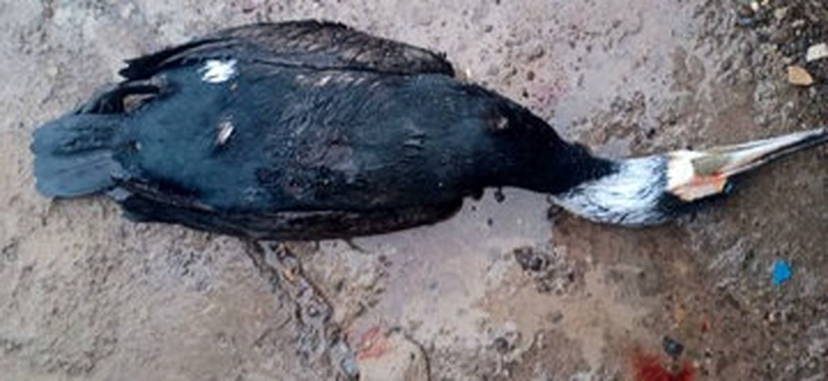 مرگ ۵۲ پرنده مهاجر که به یک دکل مخابراتی پناه برده بودند/ محیط زیست: کاری نمی‌توانیم بکنیم!