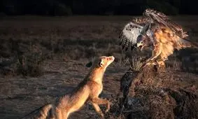 6 شاهکار عکاسی که برندۀ مسابقه عکس «نشنال جئوگرافیک» شدند