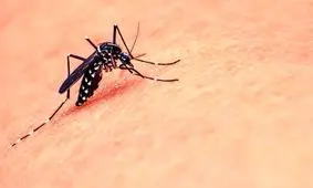 توفان تب دنگی در چابهار؛ آخرین وضعیت مبتلایان