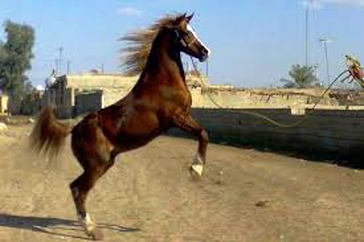 ظرفیت اسب در خوزستان/ فرصتی نادیده گرفتهشده توسط مسئولان