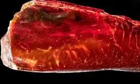 «مورچۀ 40 میلیون ساله» در کهربای متعلق به «گوته» پیدا شد 