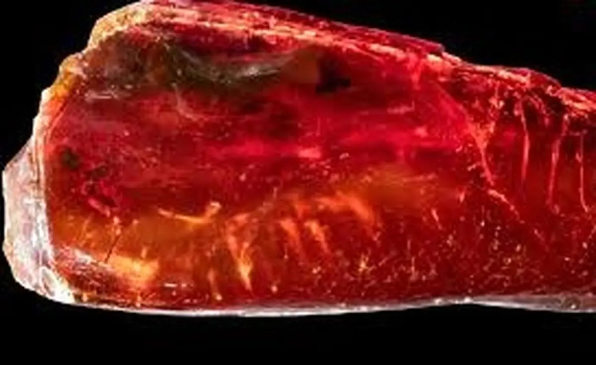 «مورچۀ 40 میلیون ساله» در کهربای متعلق به «گوته» پیدا شد 