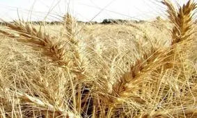 جمهوری آذربایجان و ازبکستان با اسرائیل توافقنامه غلات امضا کردند

