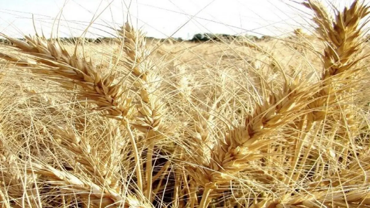 جمهوری آذربایجان و ازبکستان با اسرائیل توافقنامه غلات امضا کردند

