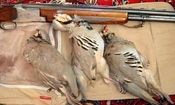 کشف لاشه انواع پرنده از منزل یک شکارچی