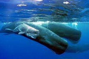 کشف «طلای شناور» نیم میلیون یورویی در روده نهنگ مرده