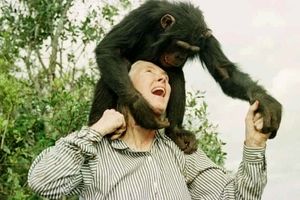 بانوی شامپانزه ها درگذشت