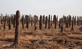 تصویر آخرالزمانی در گوشه‌ای از ایران/ هزاران «نفر» بدون سر/ عده‌ای می‌خواهند اینجا پاکسازی شود تا دیگر کسی آن را نبیند/ ویدئو